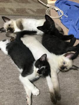 可愛い女の子♪。.:＊・゜♪。.:＊・゜