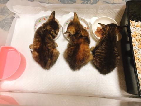 本日保護今から可愛くなるよー