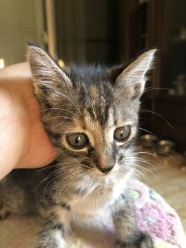 ちいさな キジとらちゃん (*^o^*)