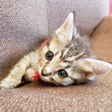 手触りはまるでヒヨコさん♂ロロ