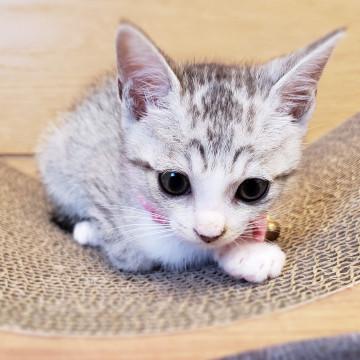 おひざでコロコロスリスリ♀ルル