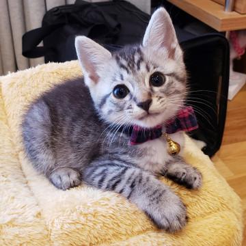 人が好きすぎる甘えん坊♂リリ