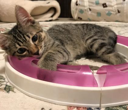 肩乗り肉球チュパチュパ可愛い過ぎ❤️