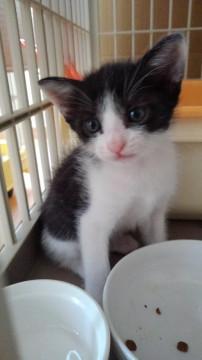 トライアル中です、8/1生まれ兄妹と