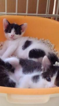 おっとり水玉娘8/１生、兄妹または母猫と