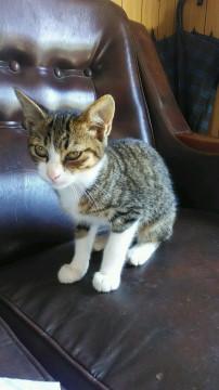 甘え声のサリちゃん