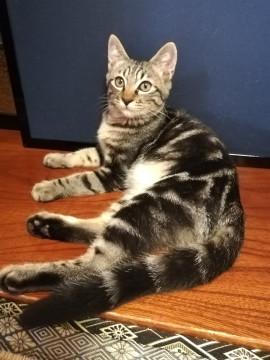 少しアメショーの柄のキジトラ美猫ちゃん