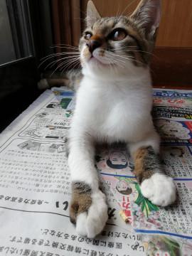 おっとり可愛いキジシロ猫ちゃん