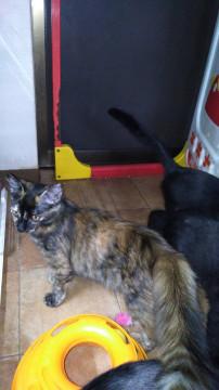 【さくら猫】可愛い女の子しっぽふさふさ