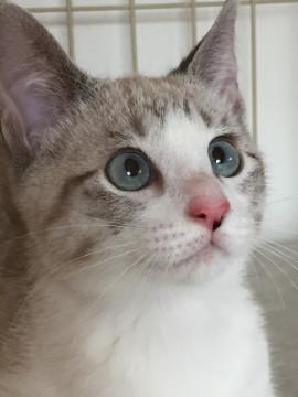 甘えっ子な男の子