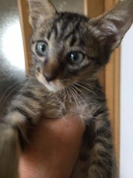 おちゃめな キジトラちゃん(*´꒳`*)