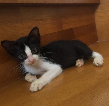 おだかな ハチワレ坊や(o^^o)