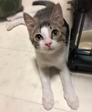 大きい瞳☆きじ白女の子