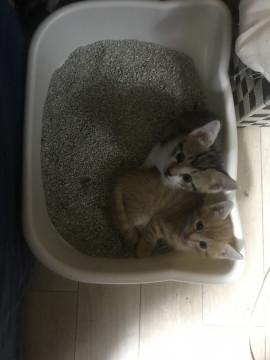 子猫4匹