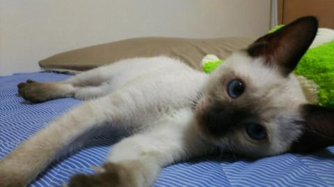 生後２ヶ月半の可愛い白のシャム系男の子