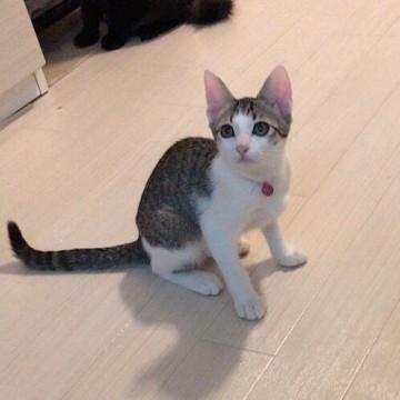 多頭飼いもおススメ・むつみちゃん