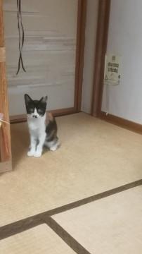 里親募集❗三毛猫の女の子です❗