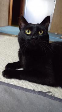 飼主を亡くしてしまった甘えん坊のミーくん