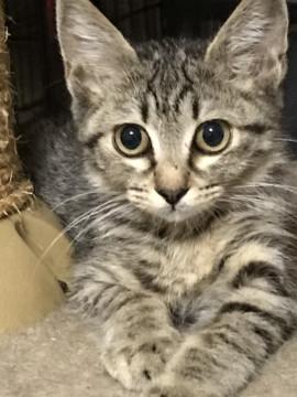 お目くりくり可愛らしいキジ柄女の子