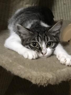 兎に角美形キジ白柄女の子