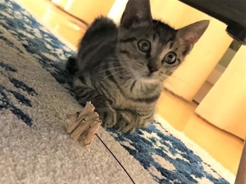抱っこできるキジトラ子猫♂　臆病くん