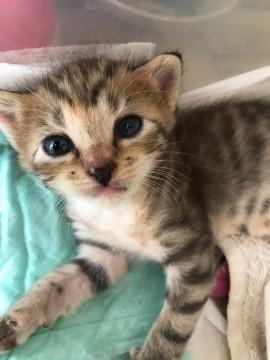 かわいい赤ちゃんネコ