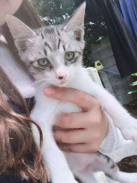 ちびっこ子猫　兄妹