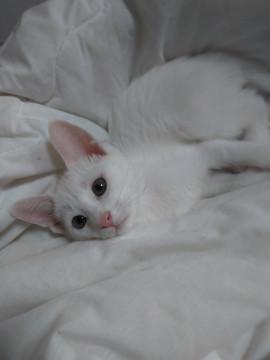 ハンサムボーイのポール