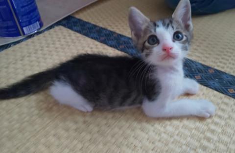 まん丸お目目の白キジ兄妹①