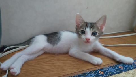 まん丸お目目の白キジ兄妹