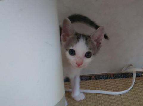 まん丸お目目のなつめちゃん