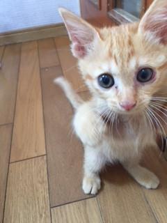 サビのお母ちゃんが産んだ子です。