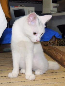 馴れなれ、甘えん方