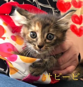 超べっぴんな長毛？サビ三毛1ヶ月