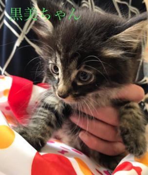 長毛ふわふわ黒キジ1ヶ月