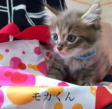 白いアイラインでモカ色茶白1ヶ月