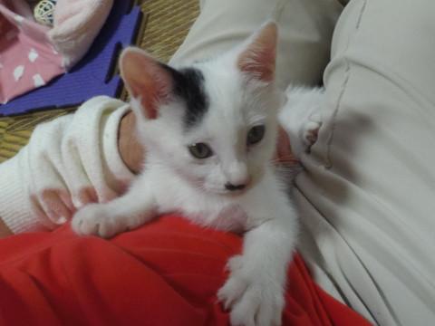 ボクねワクチンぷちゅしたよ、えらいでちょ