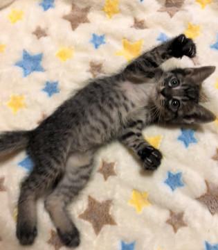 おっとりキジトラ男の子