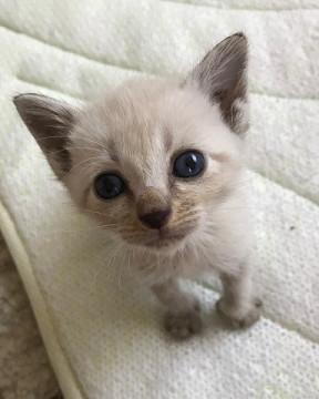 あかちゃん　１ヶ月くらいのおそらく男の子