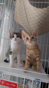 千葉県白井市/かわいい女の子