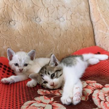 子猫の里親さんさがしてます