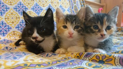 千葉県白井市/ミルクから育てました