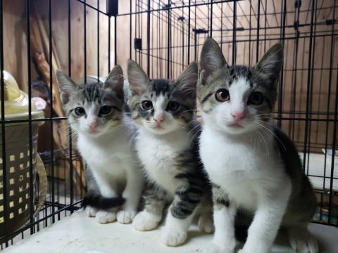 ちまちま猫ちゃん