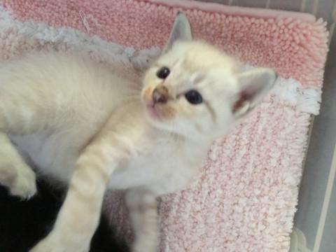 耳先と尻尾のグレーがチャームポイント