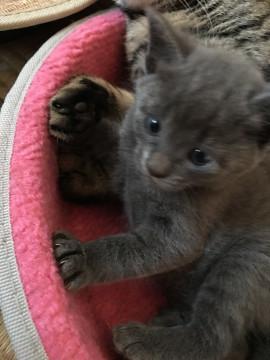 毛糸玉のような可愛いグレーちゃん