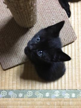 おとなしめな末っ子女の子