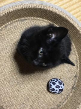 甘えん坊でふわふわな癒し系