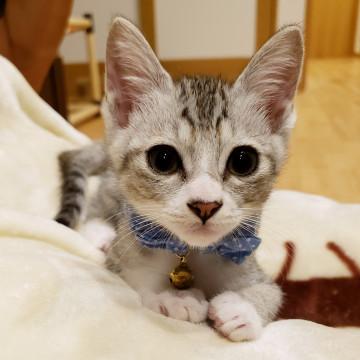 みんなのおひざはボクのもの♂レレ