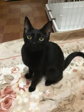 可憐な黒猫の少女 8ヶ月