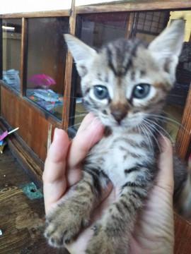 大人しくて超可愛いキジトラのいろはちゃん